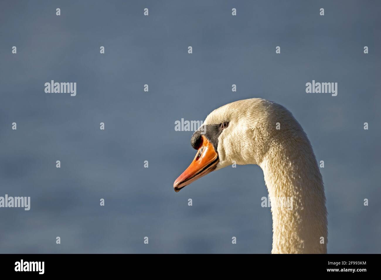 Mute swan (Cygnus olor) animal portrait, Germany, Stock Photo