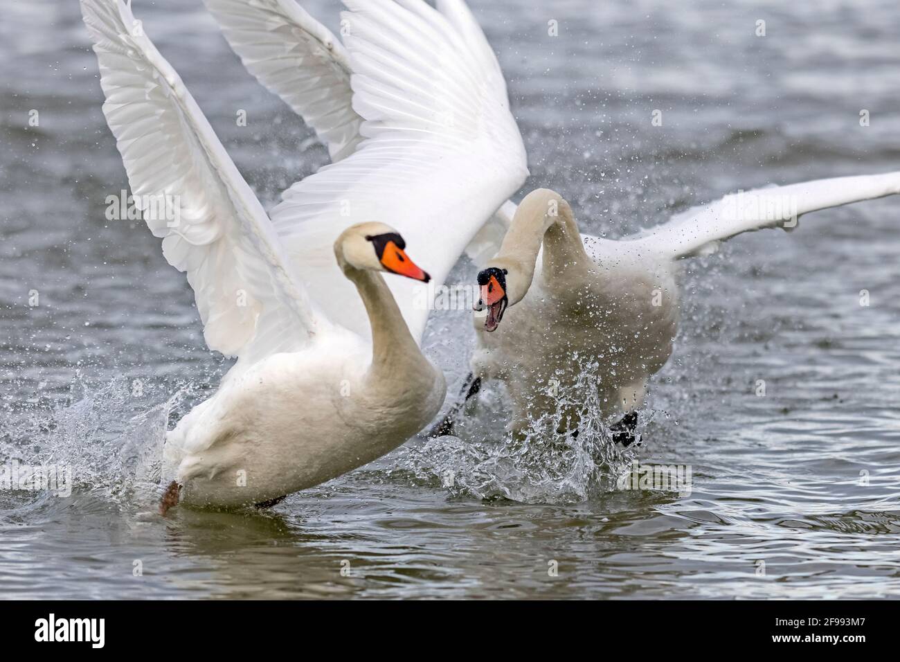 Two mute swans (Cygnus olor) flying over the Rhine, Germany, Stock Photo