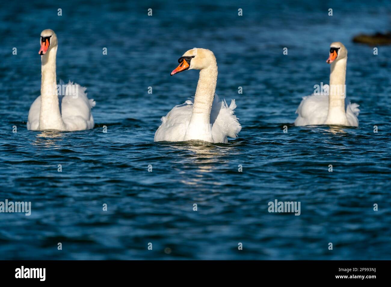 Mute swans, (Cygnus olor), swimming, wildlife, Germany, Stock Photo
