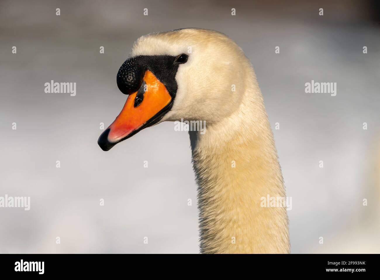 Mute swan, (Cygnus olor), animal portrait, wildlife, Germany, Stock Photo