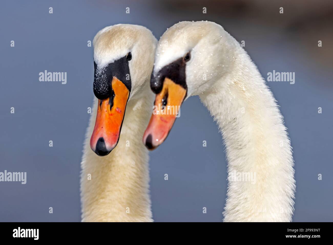 Two mute swans, (Cygnus olor), courting, wildlife, Germany, Stock Photo