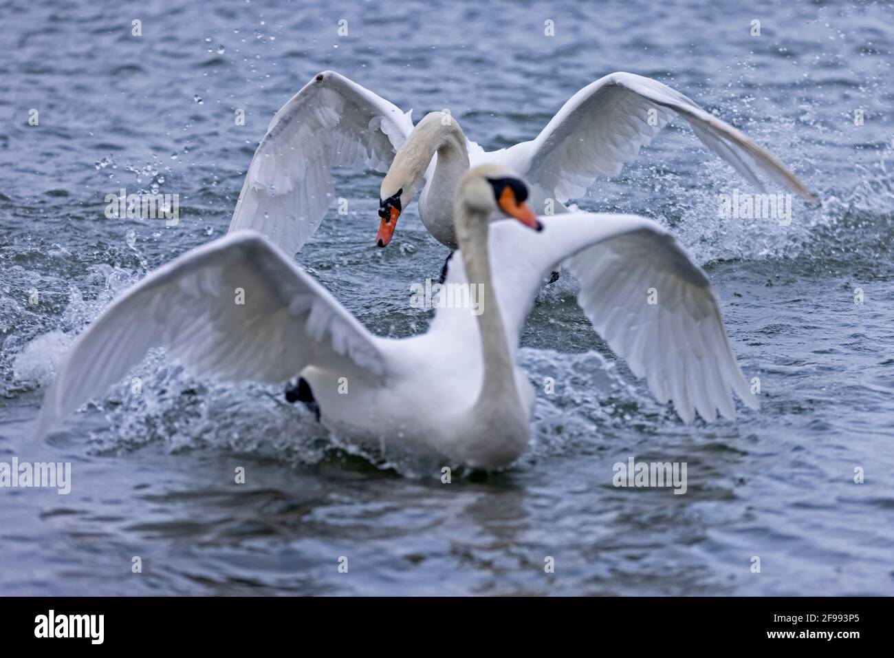 Two mute swans (Cygnus olor) flying over the Rhine, Germany, Stock Photo
