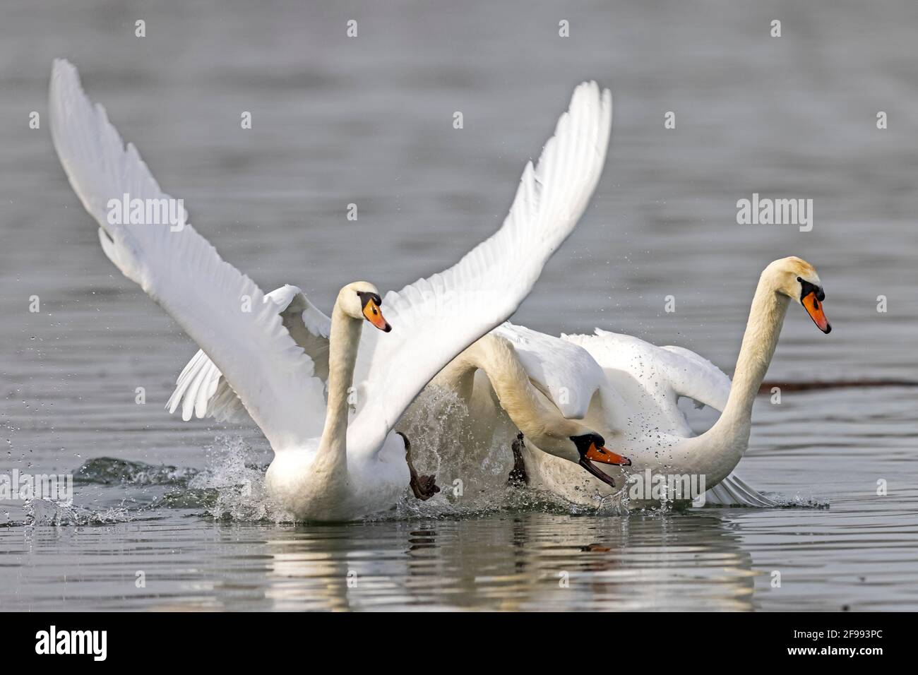 Two mute swans, (Cygnus olor), in action, wildlife, Germany, Stock Photo