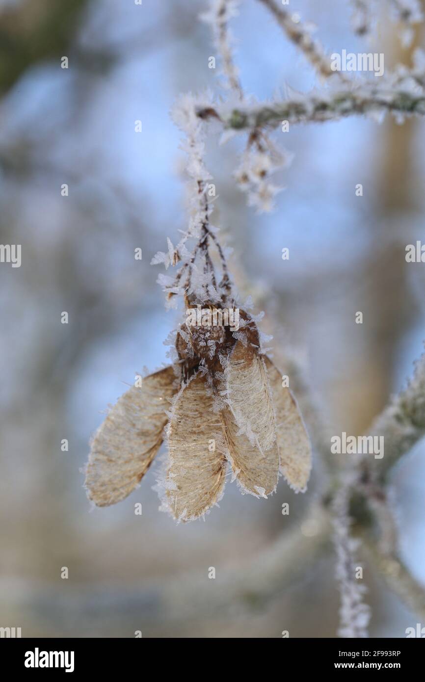 Fruits of the sycamore maple (Acer pseudoplatanus) with ice crystals Stock Photo