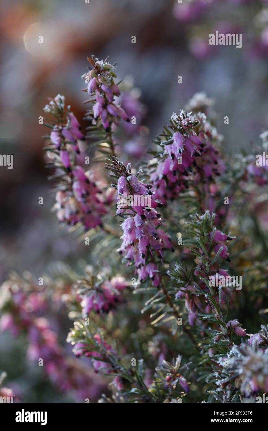 Snow heather, winter heather (Erica carnea) with ice crystals Stock