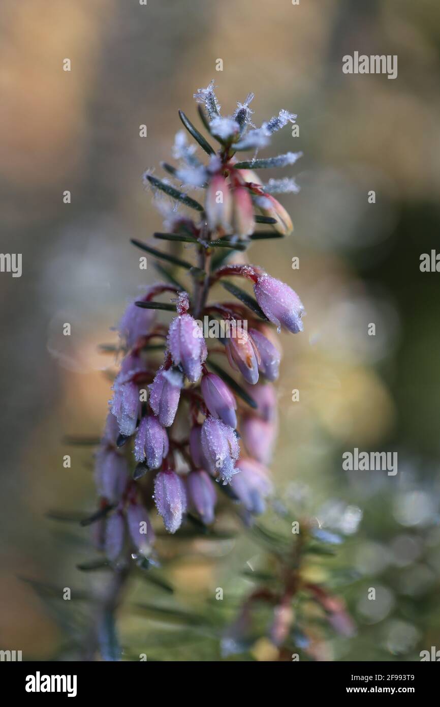 Snow heather, winter heather (Erica carnea) with hoar frost Stock Photo