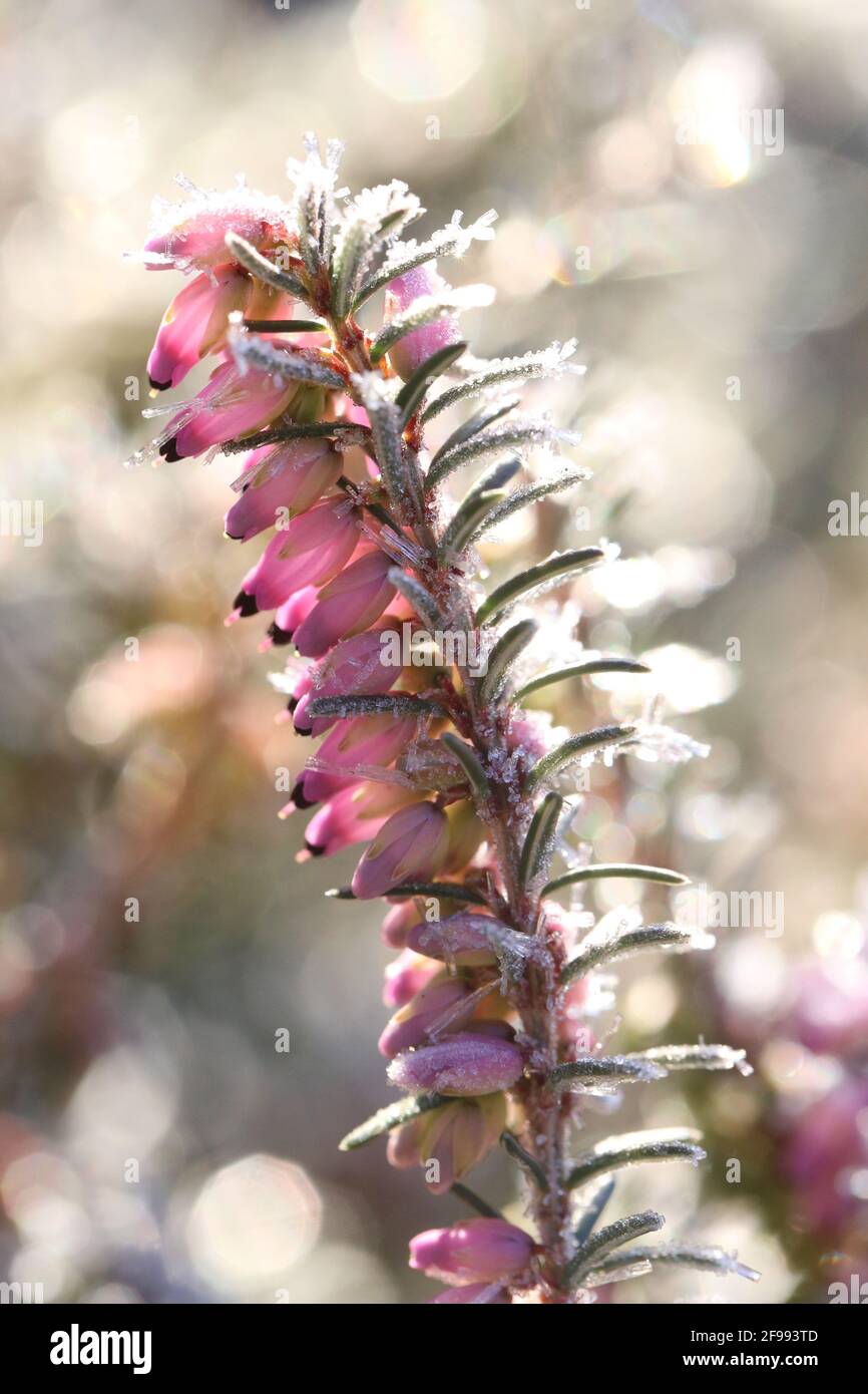 Snow heather, winter heather (Erica carnea) with ice crystals Stock