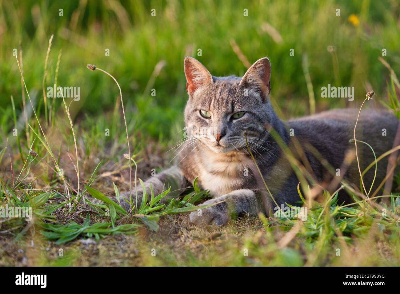 Gray tabby cat lies in the deep grass in the evening sun Stock Photo