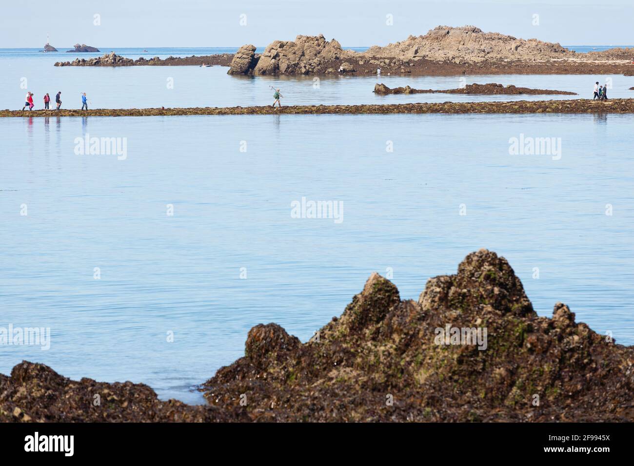 The anglers make a pilgrimage to the tidal island Verdelet in front of the town of Val Andre to go fishing on foot - Peche a pied. Stock Photo