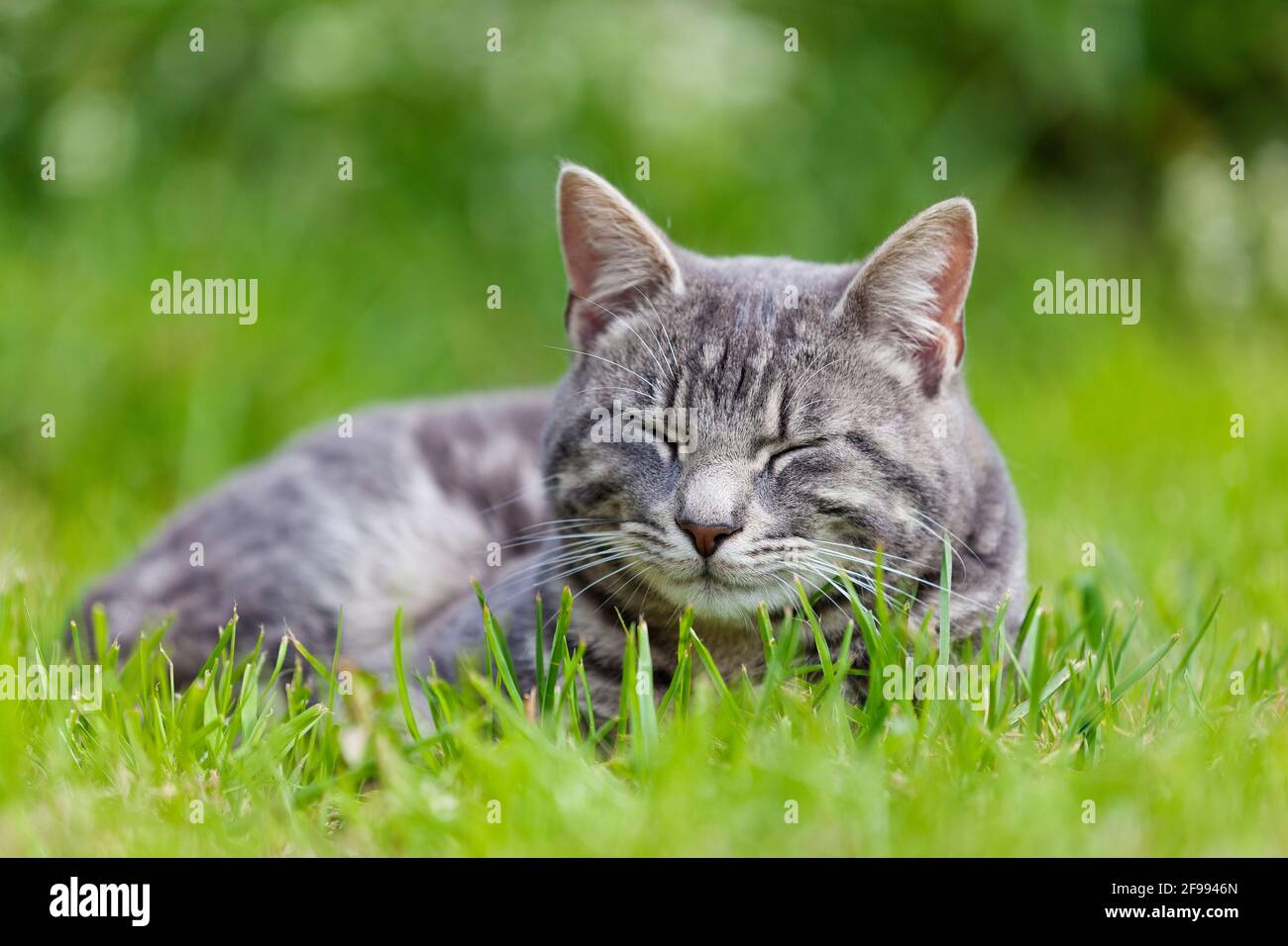 Gray Tabby Cat Hi res Stock Photography And Images Alamy
