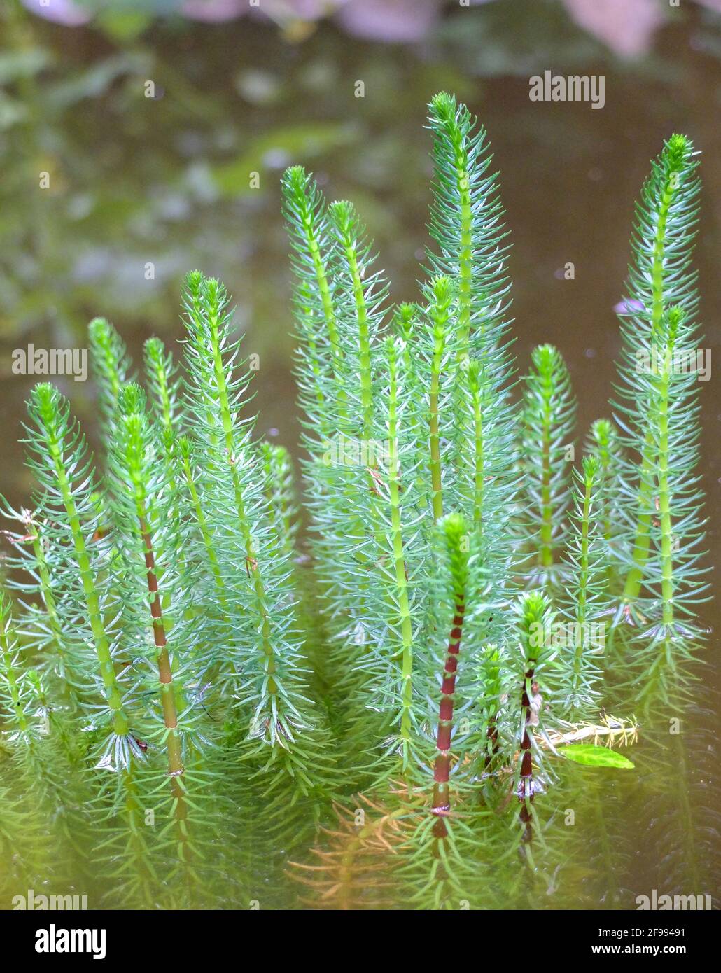 The common pine frond (Hippuris vulgaris) Stock Photo