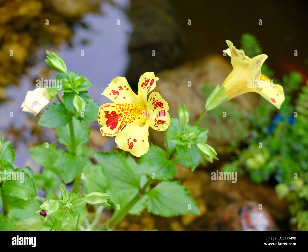 Yellow juggler flower 'Grandiflora' (Mimulus luteus) at the pond edge Stock Photo