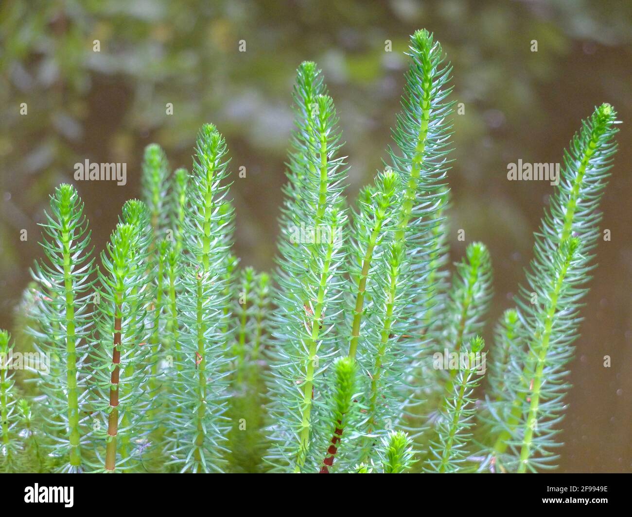 The common pine frond (Hippuris vulgaris) Stock Photo