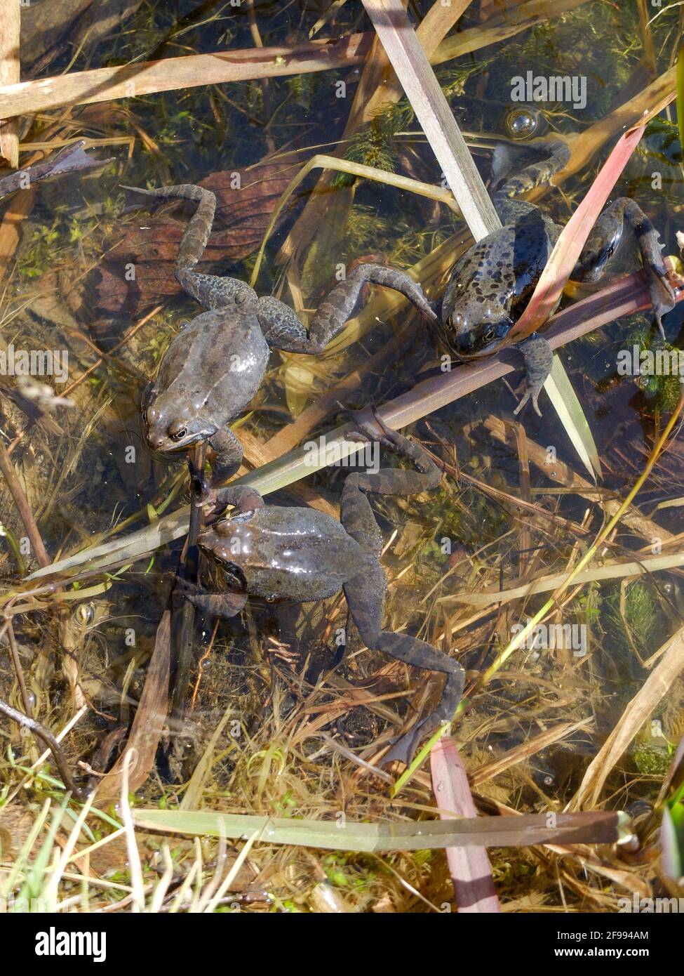 Common frogs in shallow water in spring (Rana temporaria) Stock Photo