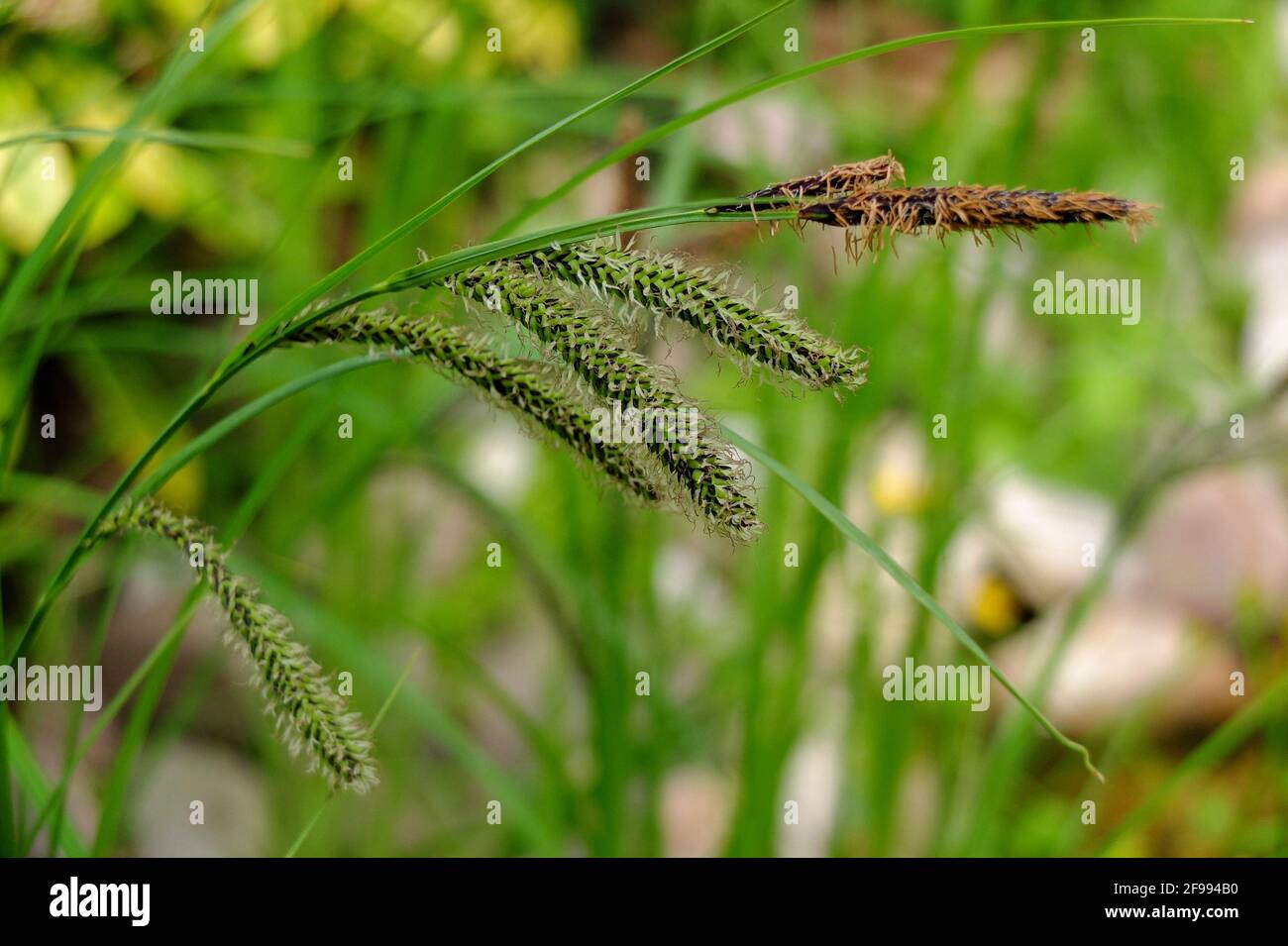 Hanging sedge (Carex pendula) at the pond edge Stock Photo