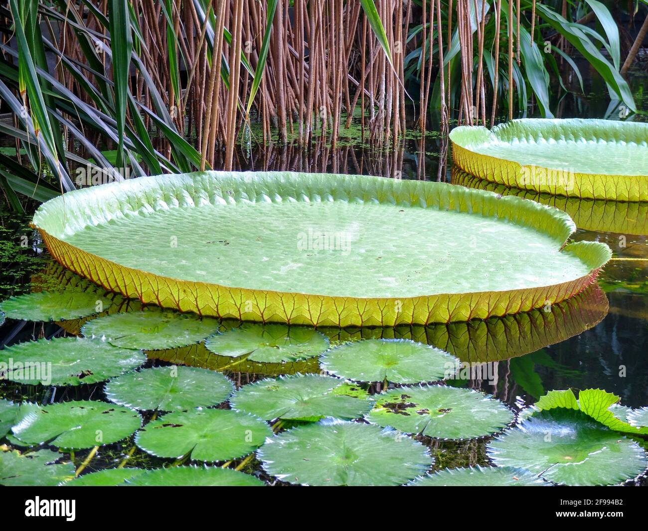Leaves of the giant water lily 'Victoria' (Nymphaea) Stock Photo