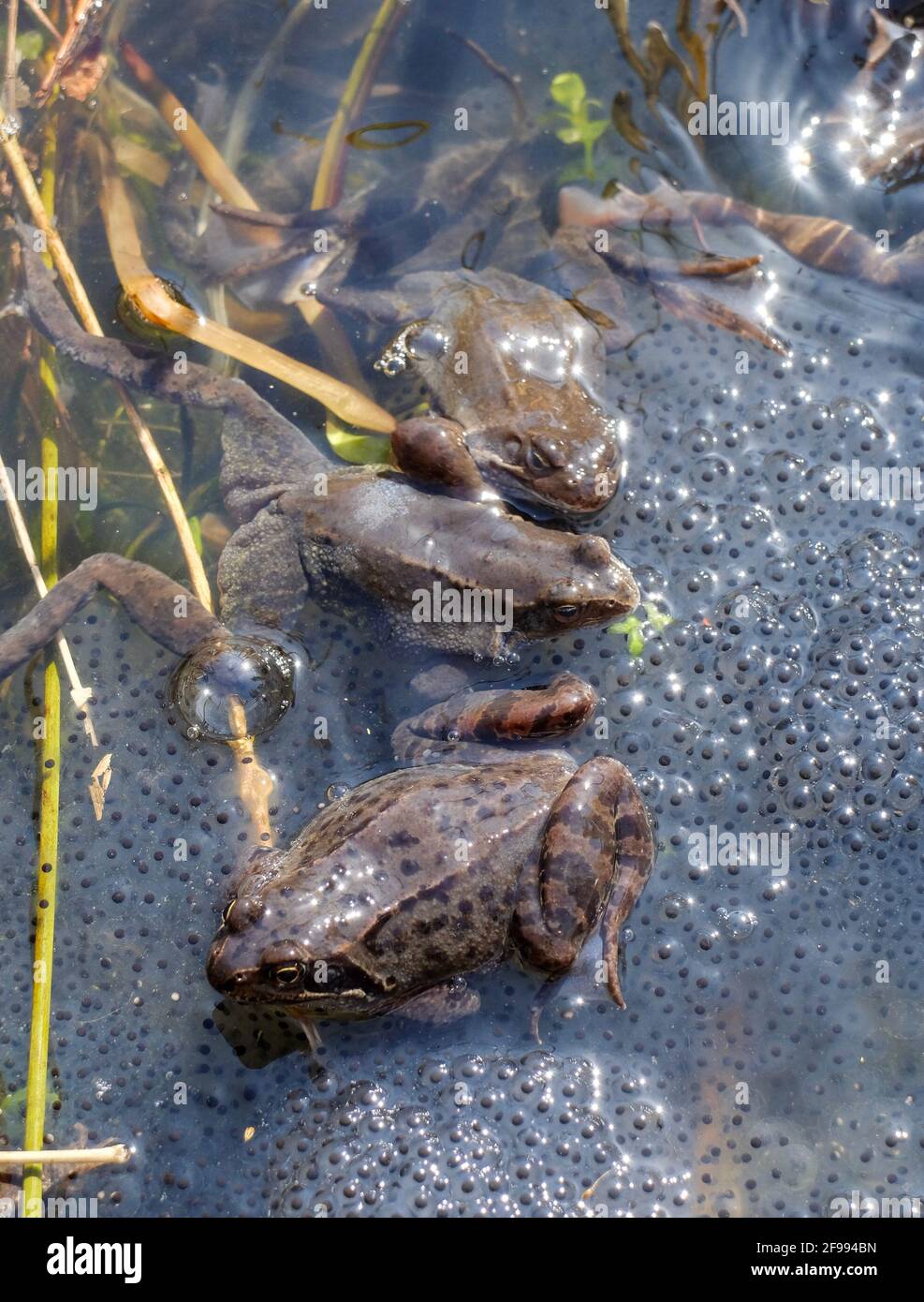Common frogs spawning in shallow water in spring (Rana temporaria) Stock Photo