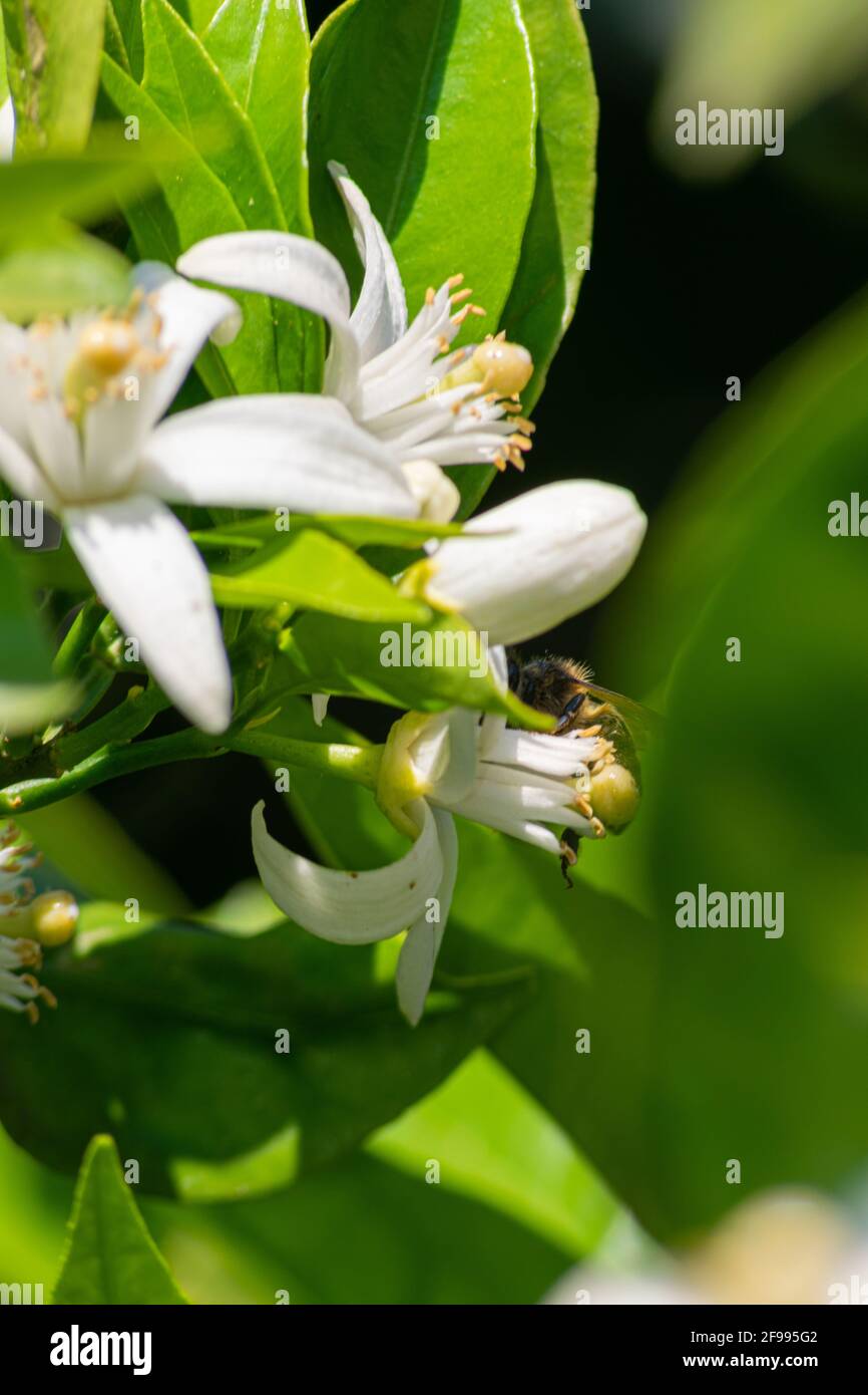Orange trees flowers with honey bee searching polen closeup Stock Photo