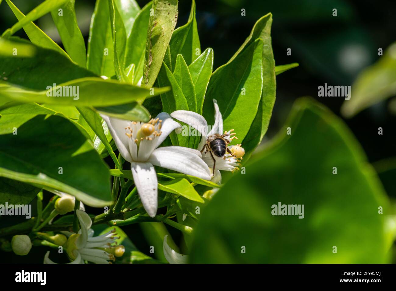 Orange trees flowers with honey bee searching polen closeup Stock Photo