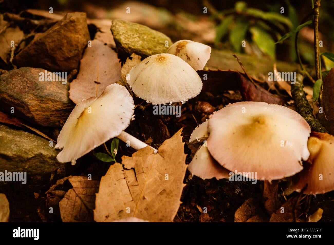 Marasmius oreades, Scotch bonnet,also known as fairy ring mushroom or fairy ring champignon. A mushroom is fleshy, spore-bearing fruiting body of a fu Stock Photo