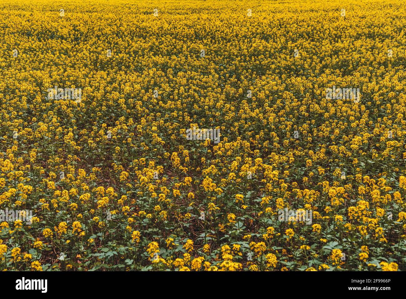 Vast yellow rapeseed field under hi-res stock photography and images ...
