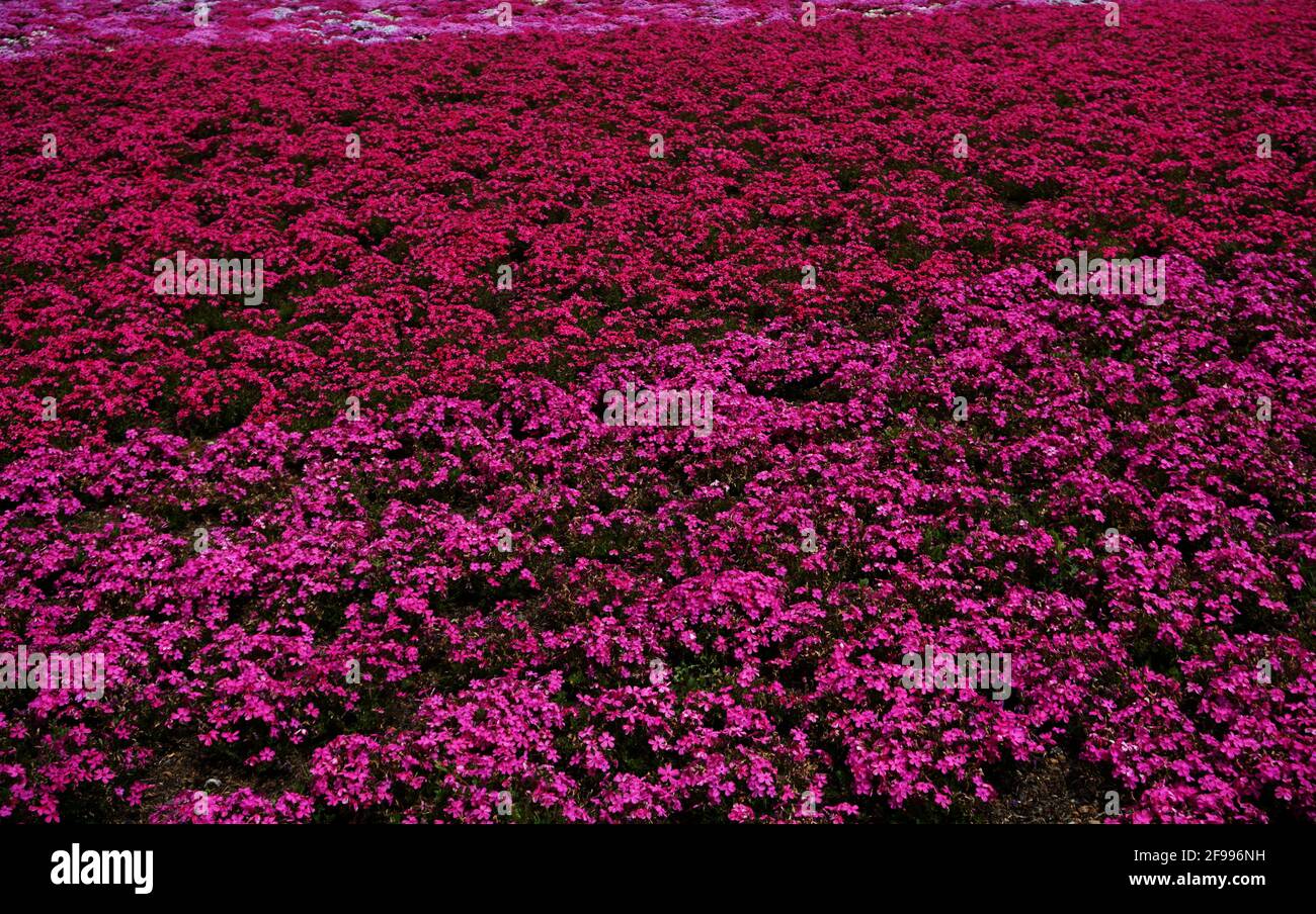 Blooming Shibazakura Pink Moss flower garden Stock Photo