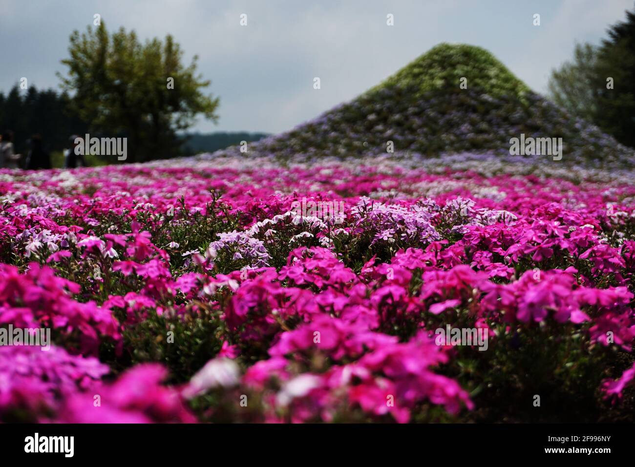 Blooming Shibazakura Pink Moss flower garden Stock Photo