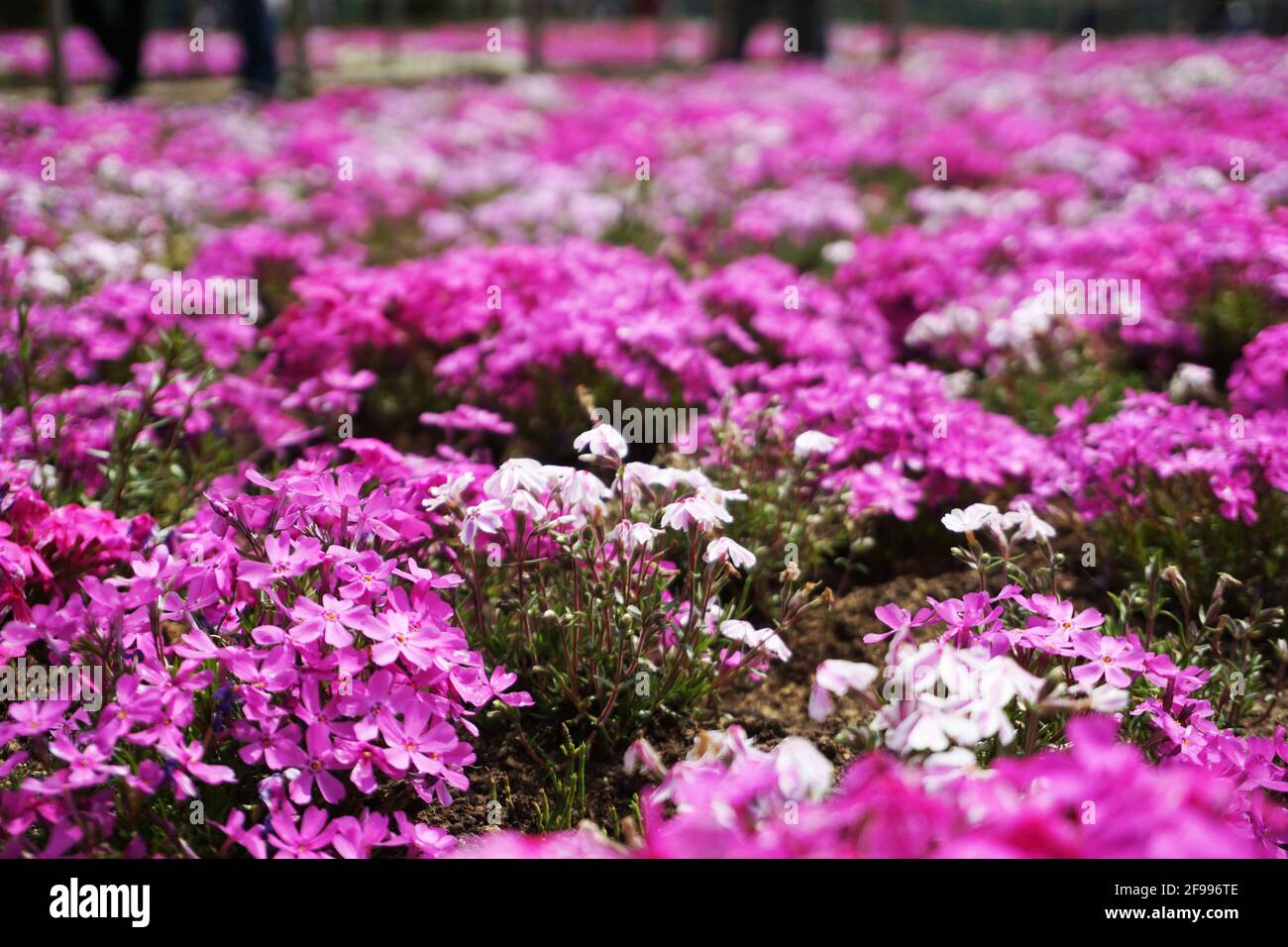Blooming Shibazakura Pink Moss flower garden Stock Photo