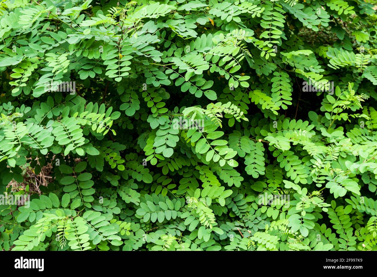 Early summer acacia with green leaves Stock Photo