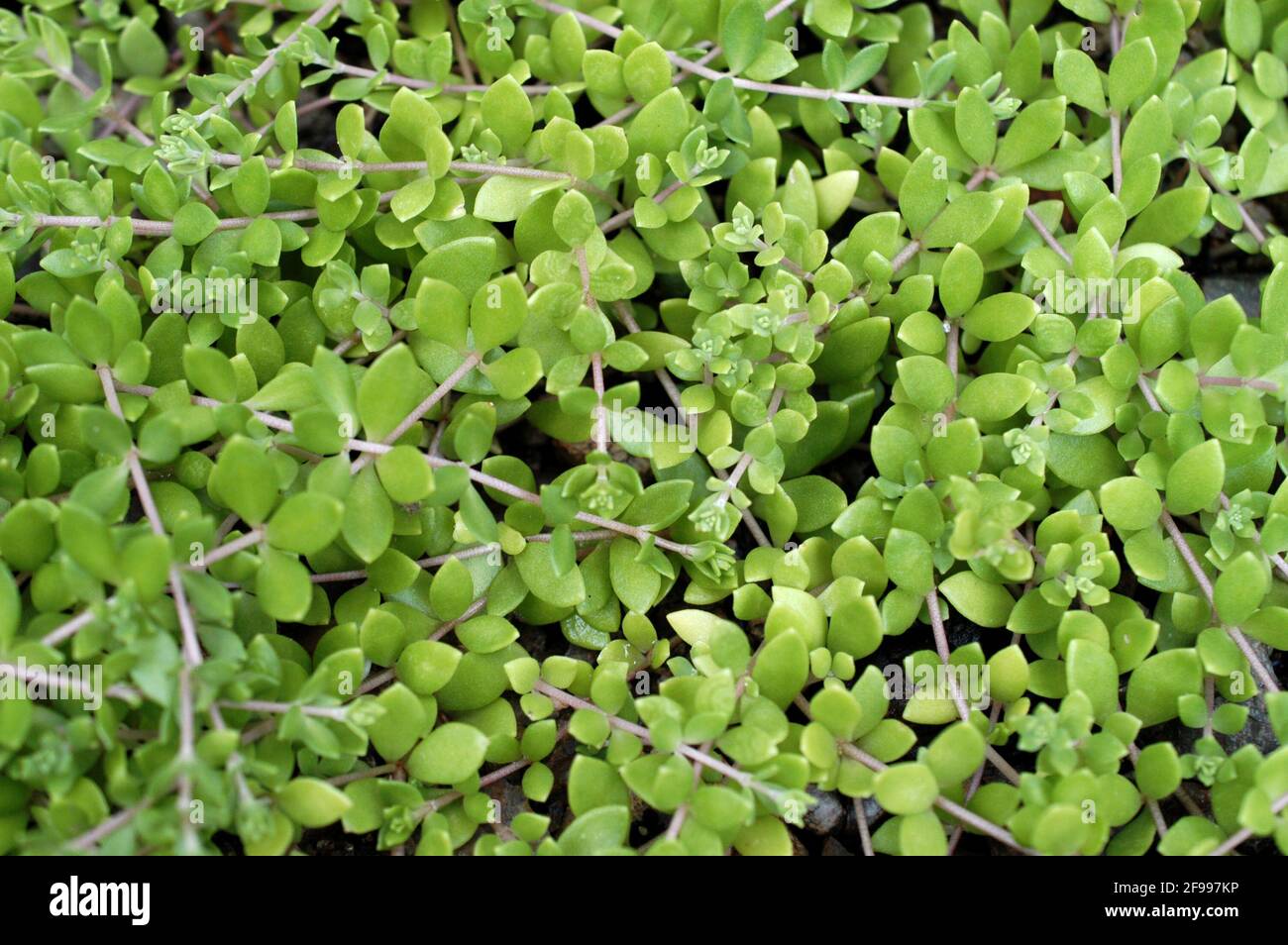 Sedum plants live and reproduce on stones. Stock Photo