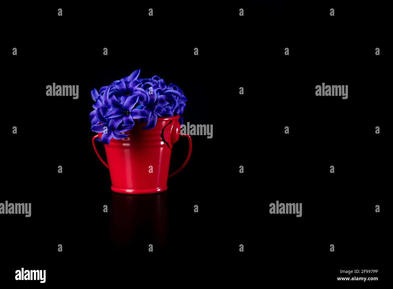 Bunch of beautiful Hyacinth flowers in the mini decorative bucket isolated on black Stock Photo