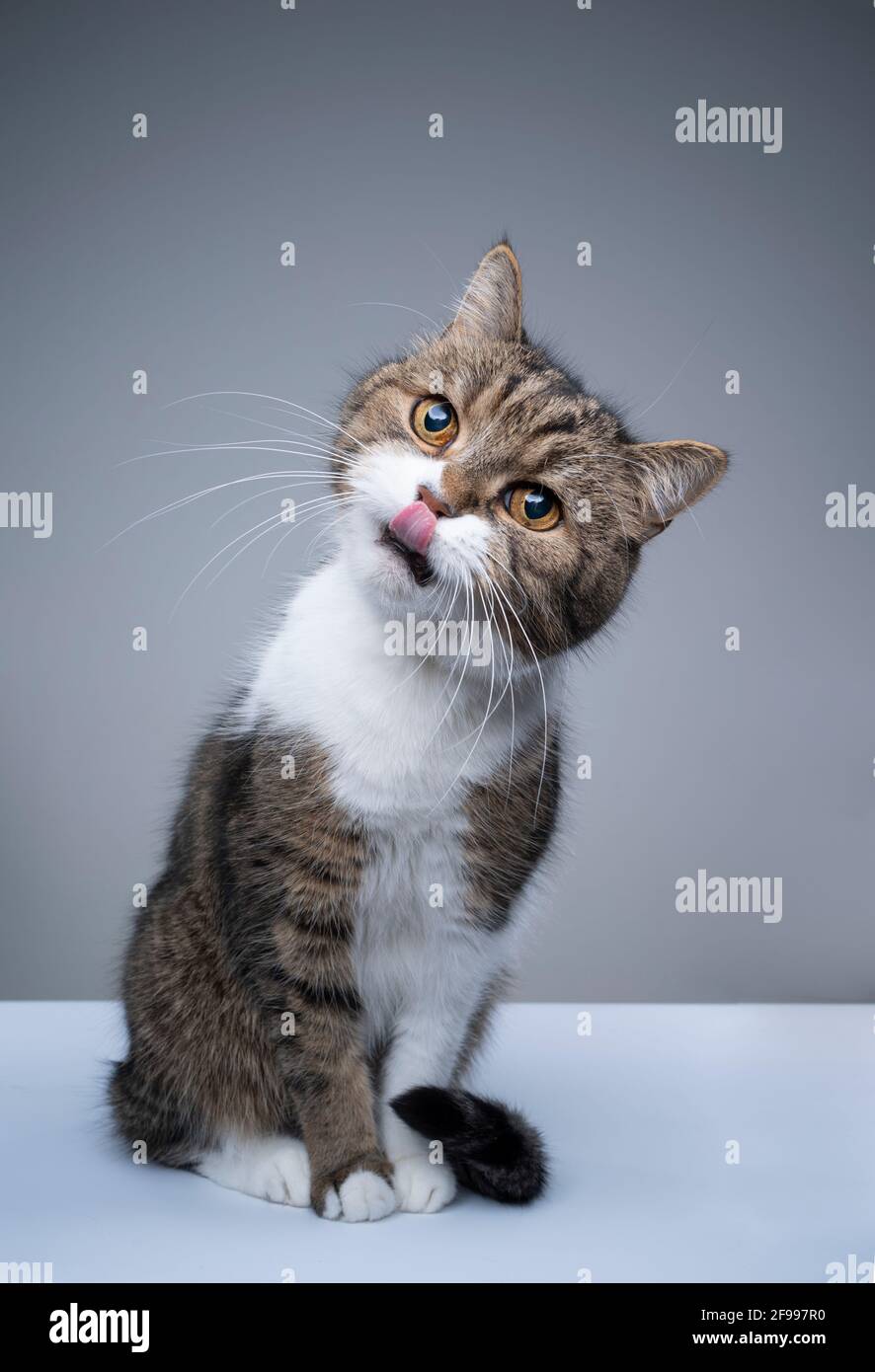 studio shot of a cute tabby white british shorthair cat sitting tilting