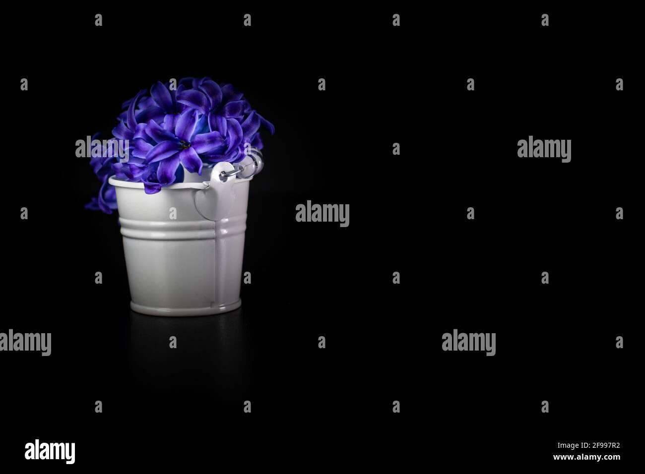 Hyacinth flowers in mini decorative bucket. Small metal bucket with flowers isolated on black. Stock Photo