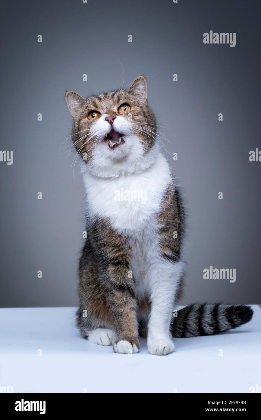 studio shot of a tabby white british shorthair cat sitting on white ...
