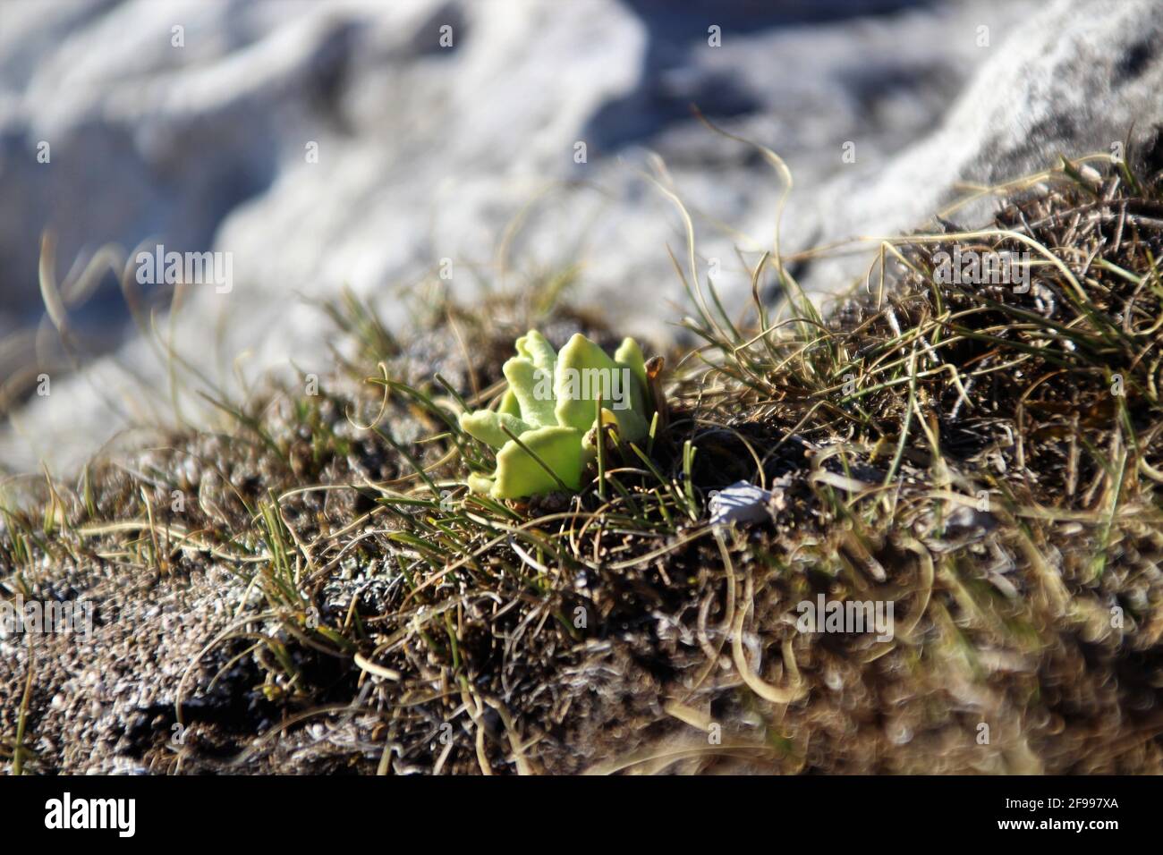 Auricle (Primula auricula L.) Europe, Germany, Bavaria, Upper Bavaria, Isar Valley, Krün Stock Photo