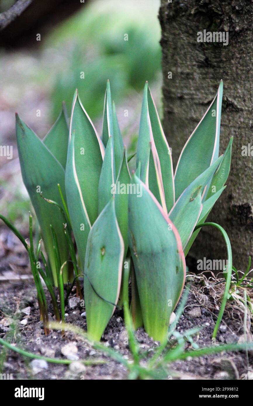 strong tulip plants in the bed in front of a tree trunk, Tulipa from the genus of the lily family Stock Photo