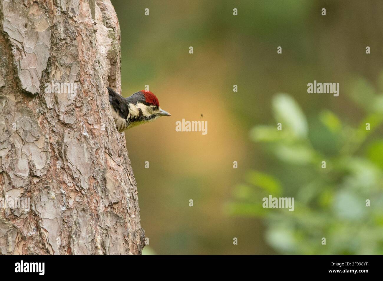 Great spotted woodpeckers at cave Stock Photo