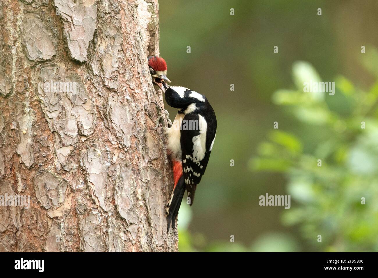 Great spotted woodpeckers at cave Stock Photo