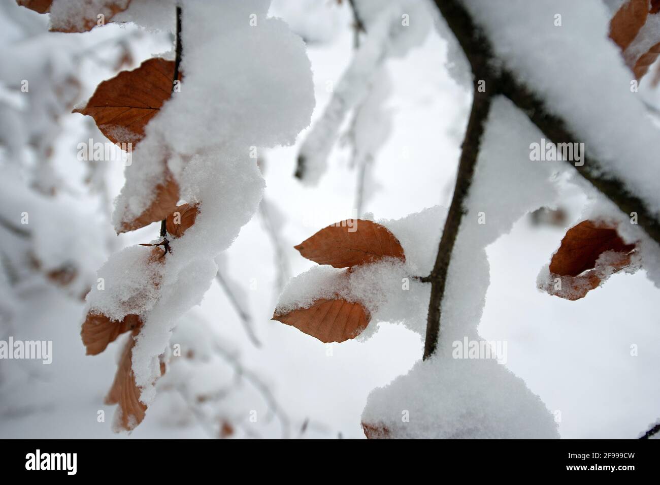 Snow-covered branch of a beech Stock Photo