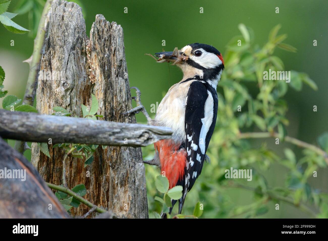 Great spotted woodpecker with insect prey Stock Photo