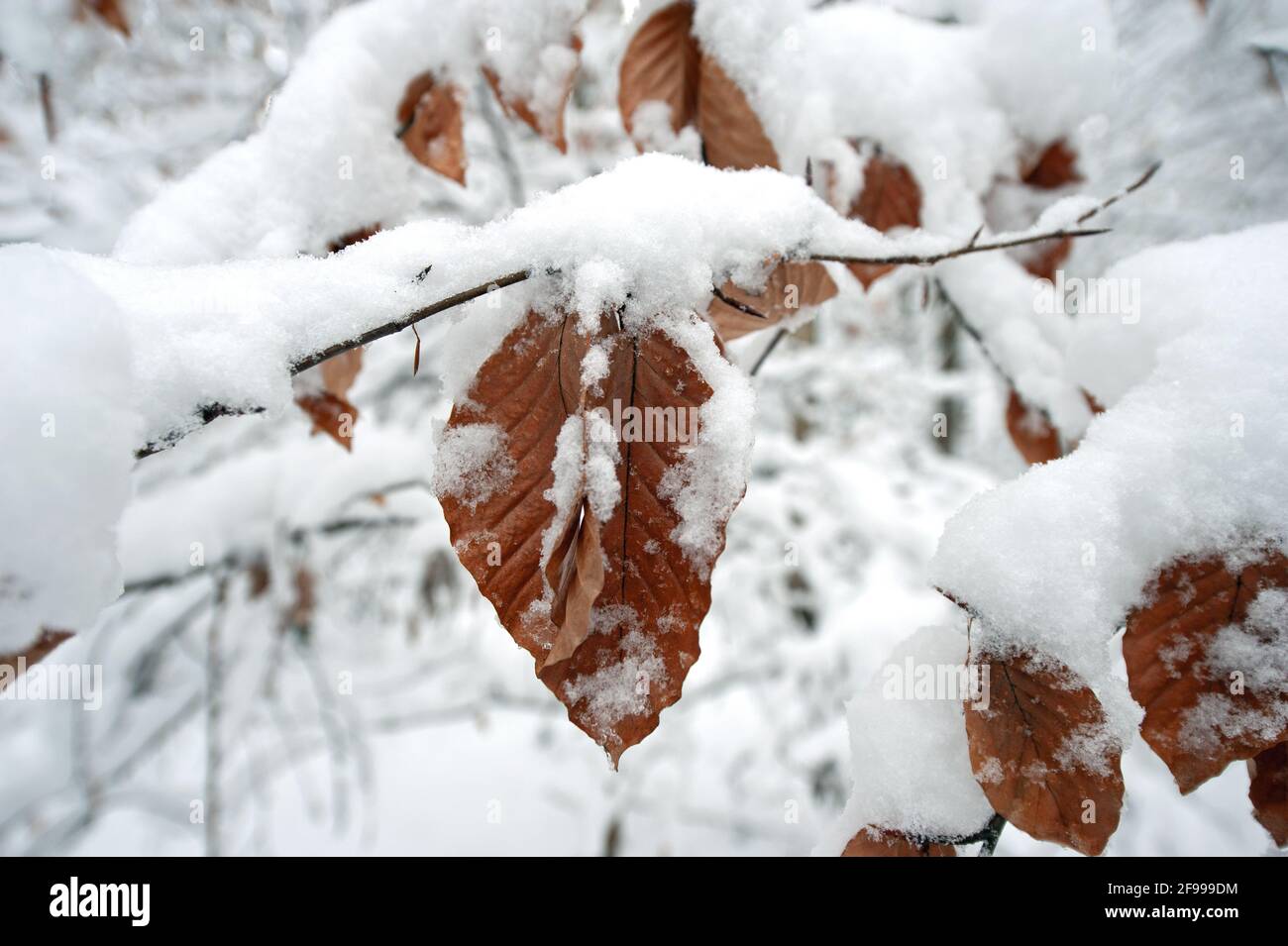 Snow-covered branch of a beech Stock Photo
