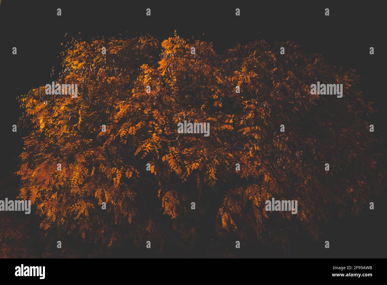 At night - light and dark - trees and leaves in autumn, illuminated Stock Photo