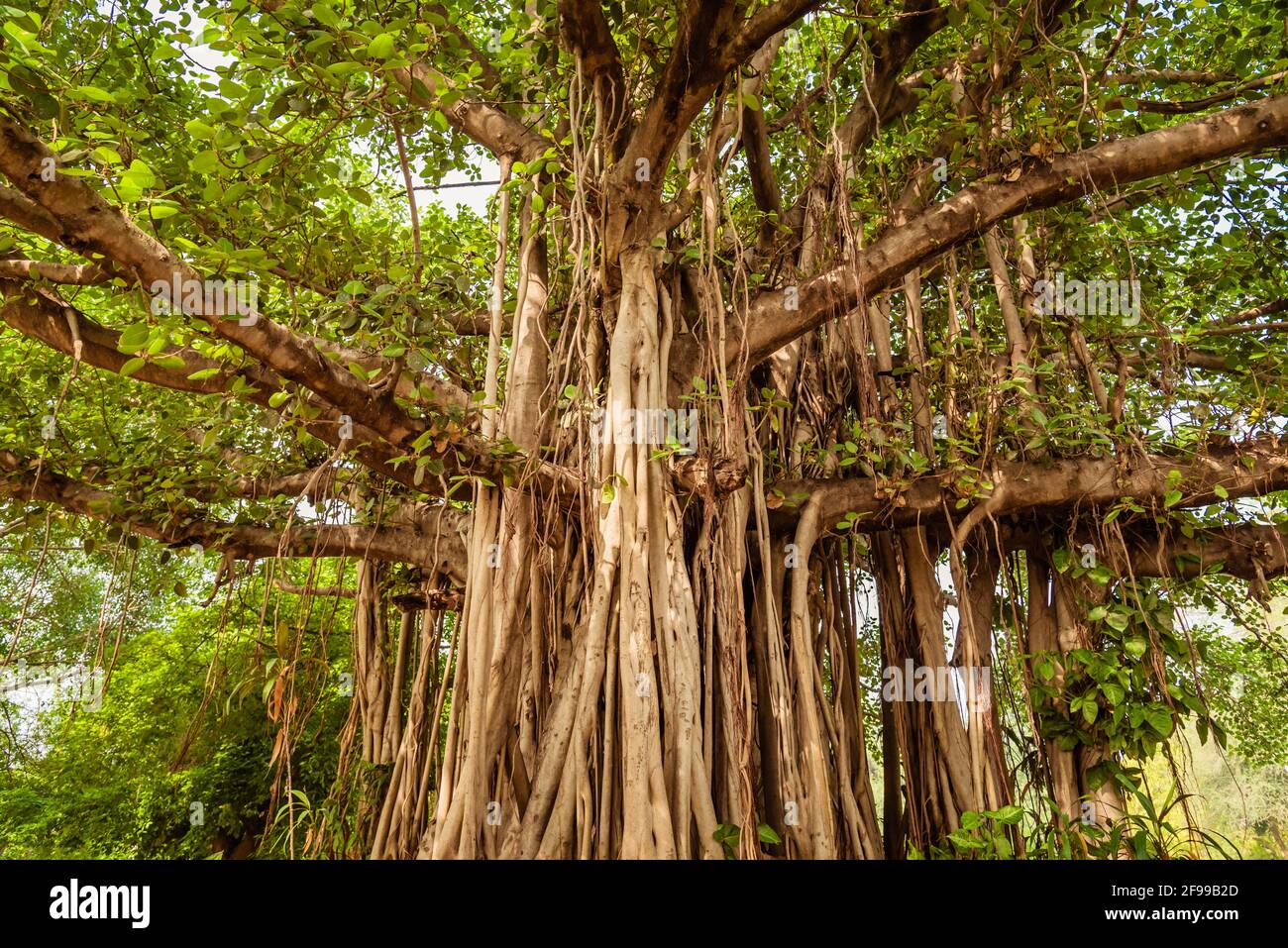 Banyan or banian is a fig that begins its life as an epiphyte. Ficus benghalensis or Indian banyan specifically denominates banyan species  & also the Stock Photo