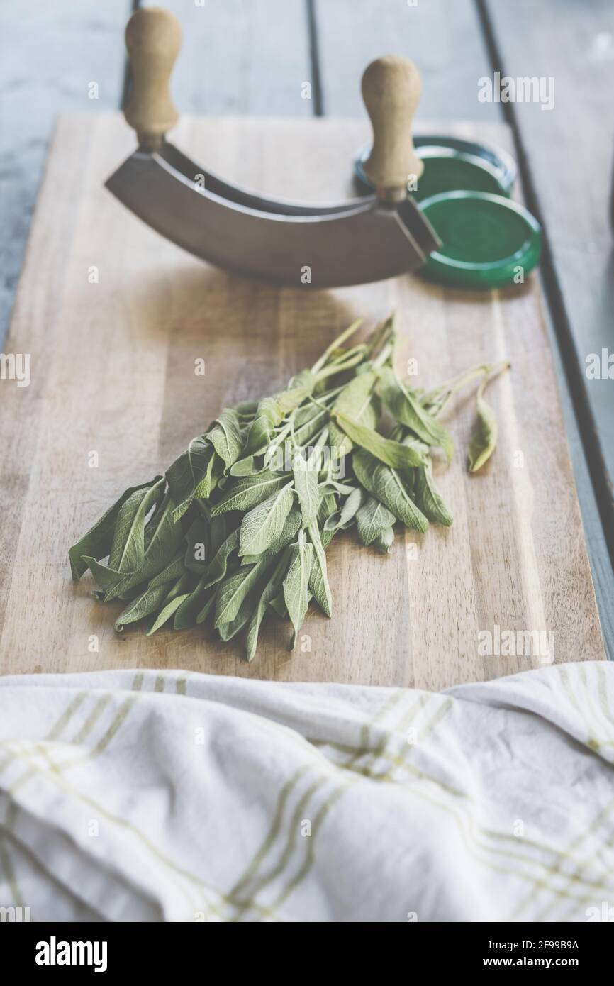 Fresh sage, Mediterranean herbs a delight from the garden and