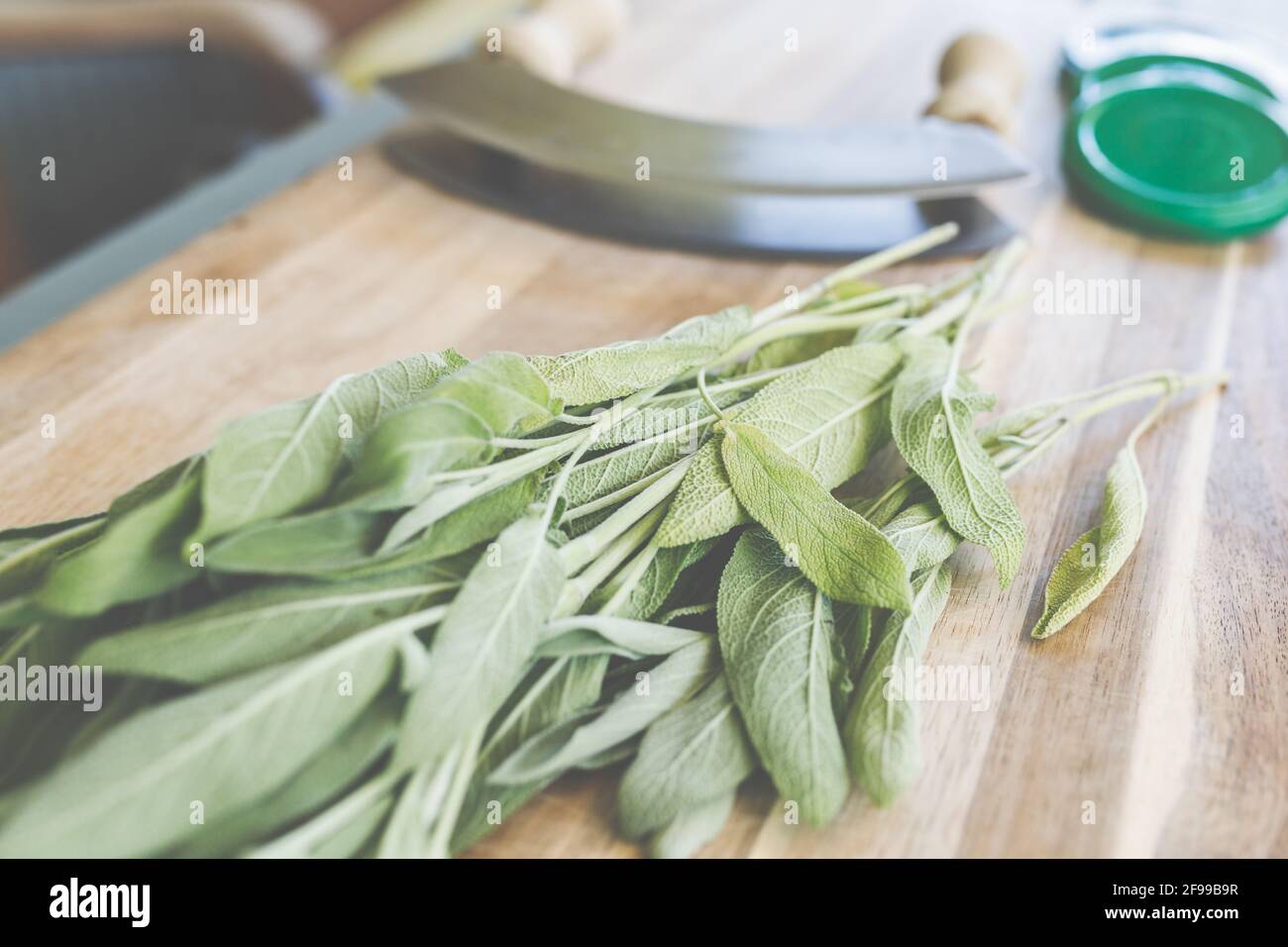 Fresh sage, Mediterranean herbs a delight from the garden and
