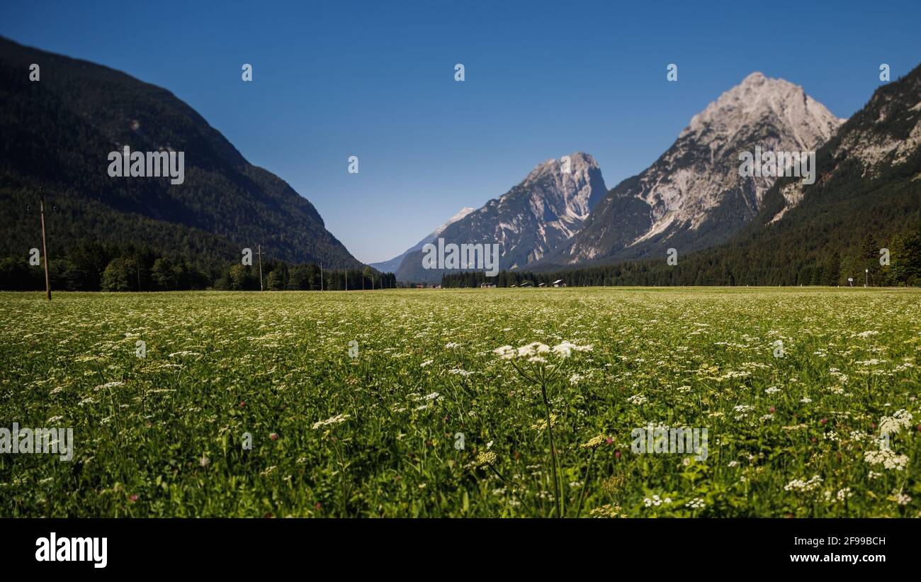 Summer in the mountains - meadow in Leutasch, Karwendel, Austria Stock Photo