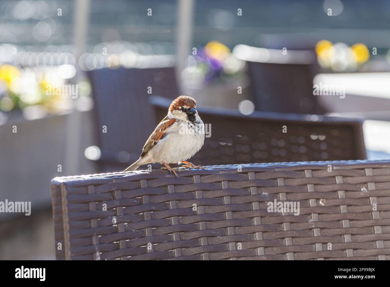 Sparrows looking for food and sometimes very close to us - at the table in a cafe. Stock Photo