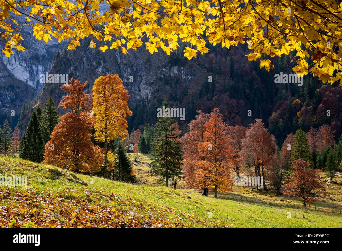 Colorfully discolored trees on a sunny autumn day in the Ammergau Alps near Buching. Bavaria, Germany, Europe Stock Photo