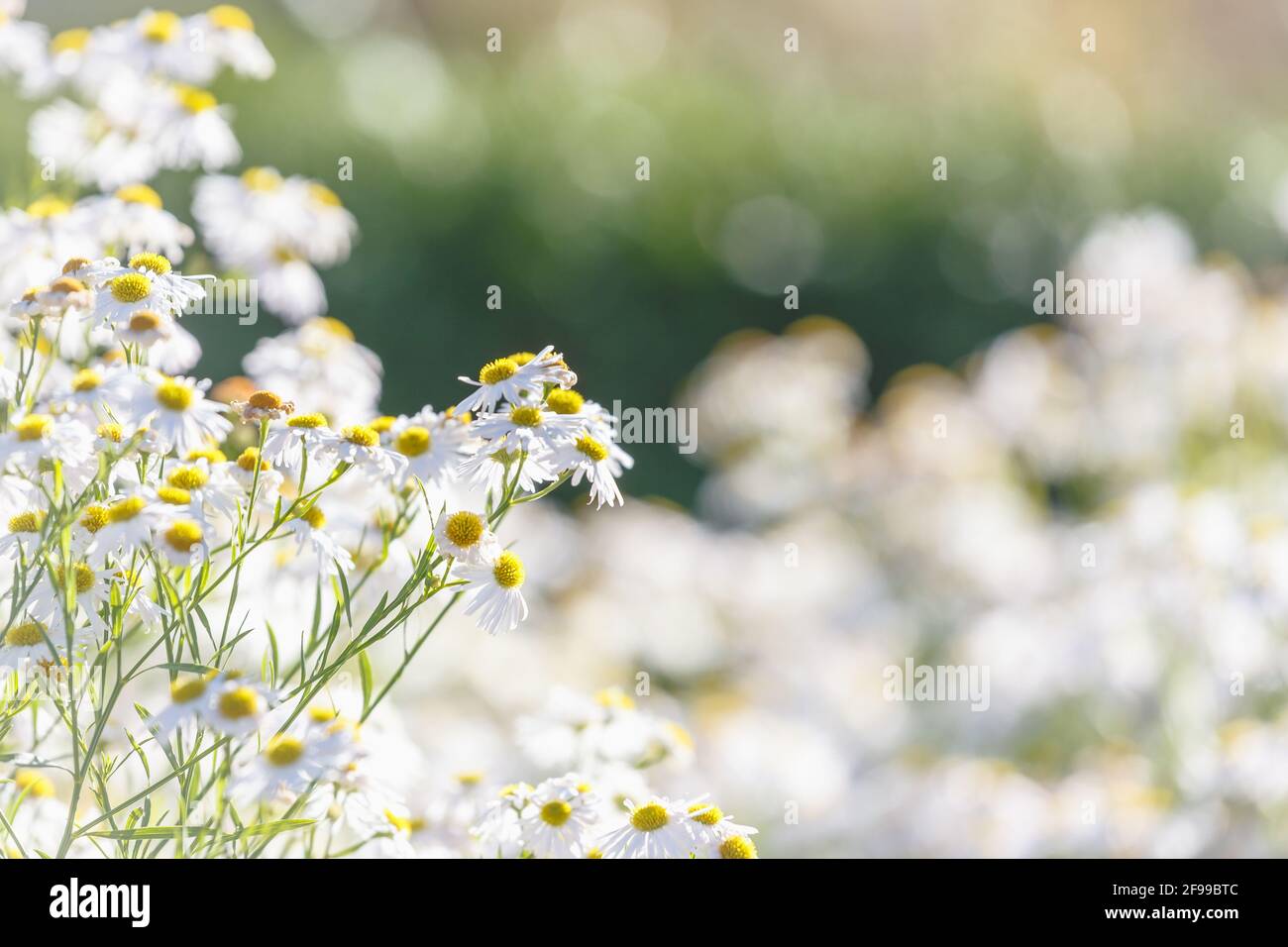 Yellow flowers in details hi-res stock photography and images - Alamy
