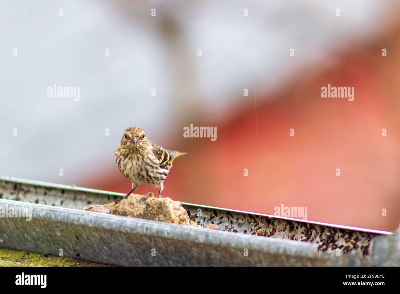 A Pine Siskin, Spinus Pinus, visits a rustic bird feeder on a cool spring day. Stock Photo